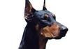 Dobermann Foto (ID 317) Dobermann Hund