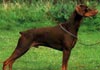 Dobermann Foto (ID 318) Dobermann Hund