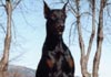 Dobermann Foto (ID 319) Dobermann Hund