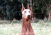 Dobermann Foto (ID 320) Dobermann Hund
