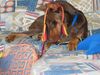 Dobermann Foto: oups, was ist denn das? (ID 9530) Dobermann Hund