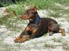 Dobermann Foto: unser Whiskey (ID 9533) Dobermann Hund