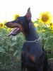 Dobermann Hund