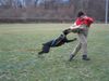 Dobermann Foto: Qui Vive - Schutz (ID 9000) Dobermann Hund