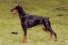 Dobermann Foto: 5x CAC, CACIB, BOB, R:CACIB, R:CAC, IPO1, SchH1, ZVV1, T1, BH (ID 2481) Dobermann Hund