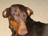 Dobermann Foto: Tairi,8 (ID 10091) Dobermann Hund