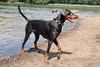 Dobermann Foto: Annie (ID 32789) Dobermann Hund