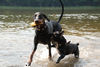 Dobermann Foto: Annie & Phoebe (ID 32788) Dobermann Hund