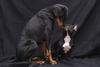Dobermann Foto: Annie & Phoebe (ID 33703) Dobermann Hund