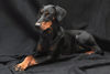 Dobermann Foto: Annie (ID 32851) Dobermann Hund