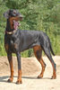Dobermann Foto: Annie (ID 34906) Dobermann Hund