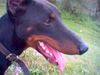 Dobermann Foto: zak (mein schatz) (ID 27236) Dobermann Hund