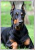 Dobermann Foto: Aaron (ID 32377) Dobermann Hund