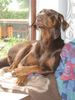 Dobermann Foto: Madame Tairi (ID 11972) Dobermann Hund
