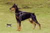 Dobermann Foto: Wanja Wandor v. Stevinhage x Judyt Dunafa (ID 2483) Dobermann Hund