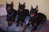 Dobermann Foto: Randy Arlen und Anaconda (ID 9768) Dobermann Hund