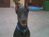 Dobermann Foto: Chester mit 5 Monaten (Helios von Toonstadt) (ID 6445) Dobermann Hund