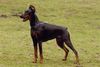 Dobermann Foto: Wanja Wandor v. Stevinhage x Judyt Dunafa (ID 2484) Dobermann Hund