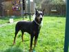 Dobermann Foto: Adonis (ID 20745) Dobermann Hund