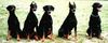 Dobermann Foto: Was ist den Hier los !! (ID 18643) Dobermann Hund
