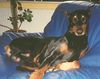 Dobermann Foto: Arys, unser Schmuckstück (ID 12566) Dobermann Hund
