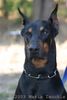 Dobermann Foto: Aaron von Vasoldsberg (ID 5808) Dobermann Hund