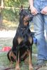 Dobermann Foto: Aaron von Vasoldsberg (ID 5807) Dobermann Hund
