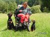 Dobermann Hund