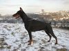 Dobermann Foto (ID 2153) Dobermann Hund