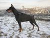 Dobermann Foto: 20 měsíců (ID 2152) Dobermann Hund