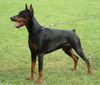 Dobermann Foto: Alpha Best of Milano IDC 2005 (ID 25108) Dobermann Hund