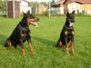 Dobermann Foto (ID 7002) Dobermann Hund