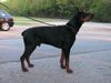 Dobermann Foto: Amos von Monza (ID 6728) Dobermann Hund