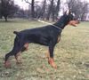 Dobermann Foto: Anaconda Akagera 8 months (ID 9767) Dobermann Hund