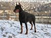 Dobermann Foto (ID 2154) Dobermann Hund