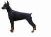 Dobermann Foto: Anne Halit Pasa ( Gino Gomez del Citone x Frezie Bohemia Gotika ) (ID 1542) Dobermann Hund