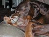 Dobermann Foto: Keiner kann seine Pfoten so verknoten, wie unser Anouk (ID 17751) Dobermann Hund