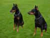 Dobermann Foto: Amos von Monza (ID 6729) Dobermann Hund