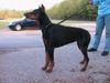 Dobermann Foto: Ariane von Monza (ID 6727) Dobermann Hund