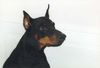 Dobermann Foto: Aristo von Monza,Rufname Apollo (ID 6906) Dobermann Hund