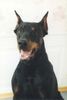 Dobermann Foto: Aristo von Monza,Rufname Apollo (ID 6904) Dobermann Hund