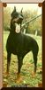 Dobermann Foto: Arlen z Lechickiej Doliny IPO2 (ID 9772) Dobermann Hund