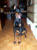 Dobermann Foto (ID 8667) Dobermann Hund