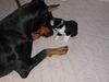 Dobermann Foto: Erste Annäherunsversuche des kleinen Bertis bei Apollo (ID 6664) Dobermann Hund