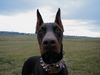 Dobermann Foto (ID 17240) Dobermann Hund