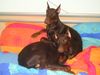 Dobermann Foto: Zeit zum schlafen ... (ID 19574) Dobermann Hund