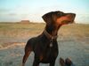 Dobermann Foto: Alina am Strand (ID 15367) Dobermann Hund