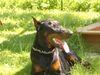 Dobermann Foto: Ginger sonnt sich (ID 16288) Dobermann Hund