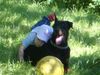 Dobermann Foto: Hallo ich bin Ginger,und auf Cheyenne pass ich auf (ID 16274) Dobermann Hund