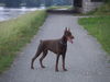 Dobermann Foto: akira von milanohomem (ID 25986) Dobermann Hund